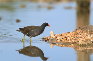 Common moorhen in nature