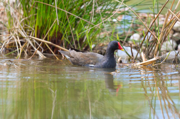 Common moorhen in nature