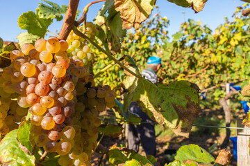 Vineyards prepared for the collection of grapes. Rows of green vineyards in the agricultural lands. White grapes in the vineyard. Minho Region is the biggest wine producing region in Portugal.