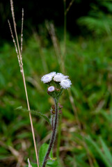 white daisy flower