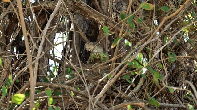 Green iguana hiding in branches Costa Rica wildlife arboreal species herbivorous lizard