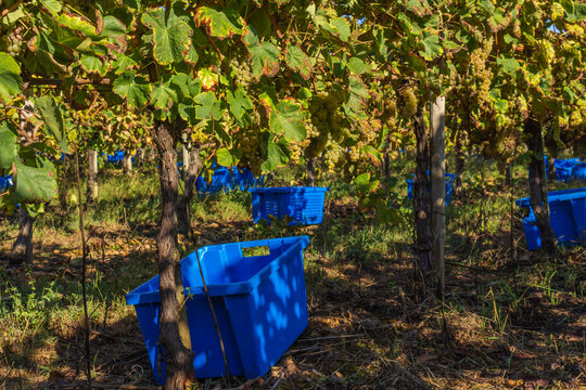 White grapes in a plastic box. Winery estate in Minho Region, the biggest wine producing region in Portugal. Harvesting grapes in vineyard, workers pick grapes, growing wine, Esposende, Braga.