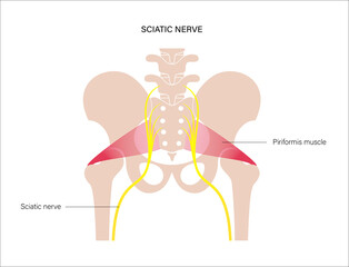 Pelvis bones and muscle 