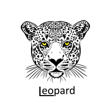 Leopard face. Graphic image. Vector illustration