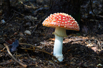 Red Mushroom-Amanita Muscaria, lit by the sun, growing  in the forest, Bulgaria