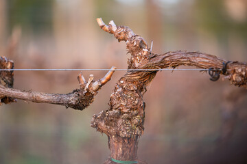 vine tree in a vineyard in winter