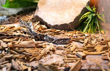 Photos of tropical animals. A long tiger python crawls along the files of wood.