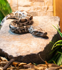 Fototapeta premium Pictures of animals. A tiger python is crawling on a stone