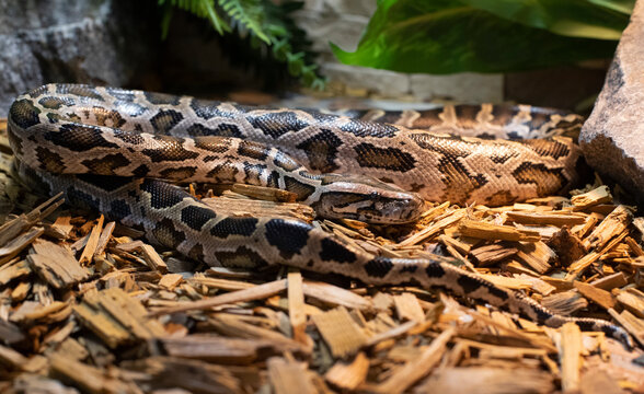 Animals. Close-up of a tiger python