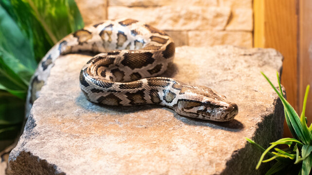 Close-up of a tiger python lying on a stone and basking in the sun.