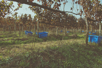 Red grapes in a plastic box. Winery estate in Minho Region, the biggest wine producing region in Portugal. Harvesting grapes in vineyard, workers pick grapes, growing wine, Esposende, Braga.