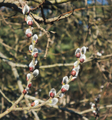 Willow catkins, symbol of spring and Easter,  type of fluffy flowers, tree branches in early spring