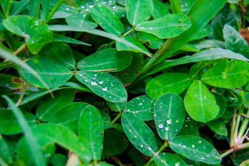 rain drops on a green leaf
