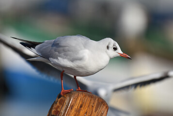 Obraz premium Seagull standing on wood , closeup
