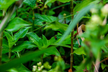 leaves in the morning