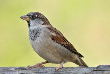 House sparrow  standing on wood