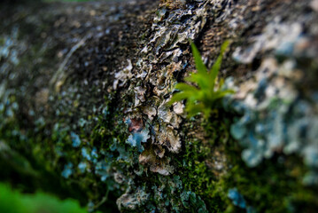 lichen on tree