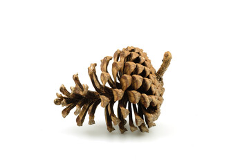 pine cones in high definition on white background