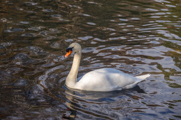 A white swan swims in a pond, reflecting in the water.