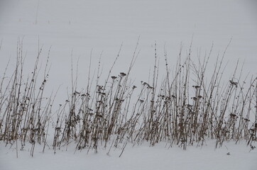 Feldrand im Winter bei Teltow (Potsdam-Mittelmark, Land Brandenburg)