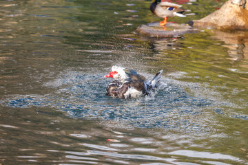 The musk duck flaps its wings in the water, sending up a splash.