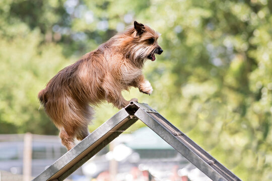 berger des pyrenees en agility