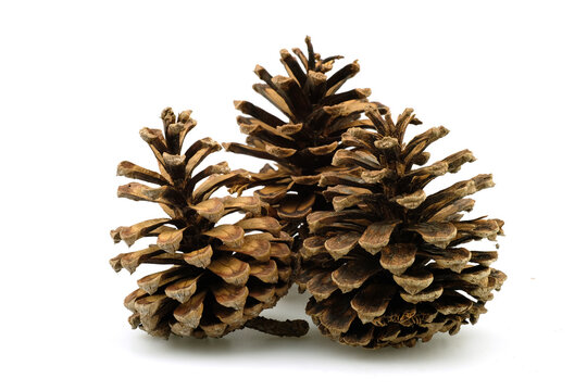 pine cones in high definition on white background