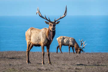 Two male Tule Elk (Cervus canadensis nannodes) bulls graze the grassy hillsides of Point Reyes National Seashore preserve, near Drake's Beach, in Marin County, California, with view of Pacific Ocean.