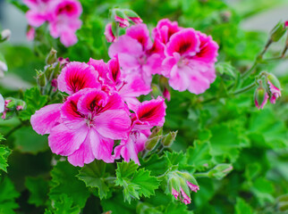 bright geranium flowers