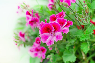 Fototapeta premium bright geranium flowers