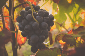 Bunch of red grape with green foliage. Red grapes in the vineyard. Agricultural field in Minho Region. Minho is the biggest wine producing region in Portugal.
