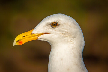 Close up portrait of a seagull (Western gull, Larus occidentalis), perched on a rail along Tomales Bay, in Marin County, California.  