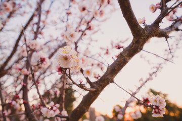 梅の花 Plum blossoms