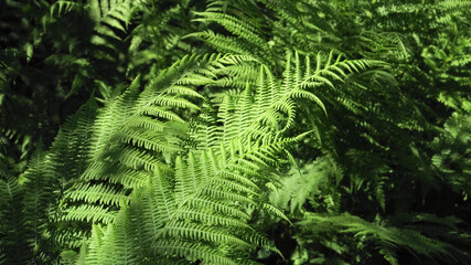 Ferns (Latin: Polypodiales). View of sunlit the ostrich-fern (Latin: Matteuccia struthiopteris) ornamental plant leaves. Those grow in dense groups in broad-leaved forests and shrubs in moist soils.
