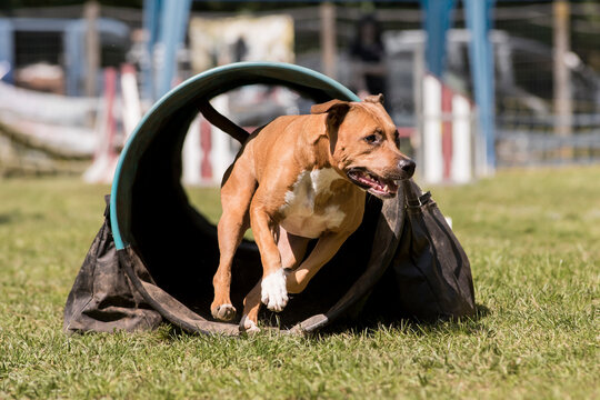 american staffordshire terrier en agility staff