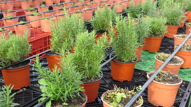 Image of rows of rosemary growing in pots in a greenhouse. High quality 4k footage