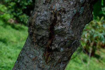 tree trunk with moss