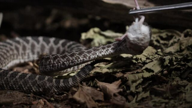 rattlesnake striking prey in extreme slow motion
