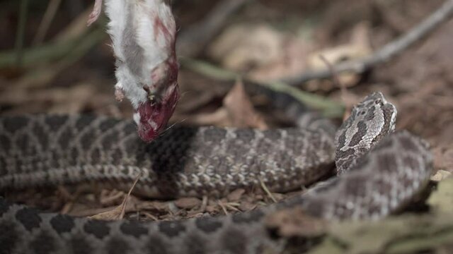 Massasauga rattlesnake striking prey in extreme slow motion