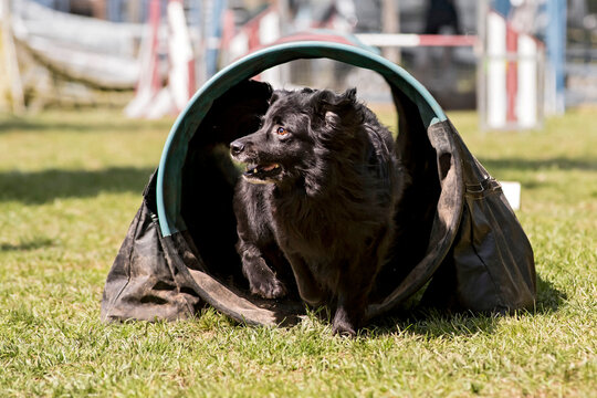 berger des pyrenees en agility