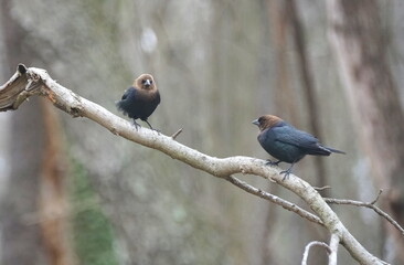 Two brown-headed cowbird perching on the tree branch