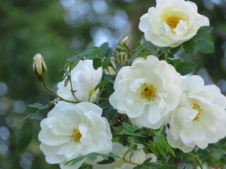 Fototapeta premium The wild North Midsummer rose