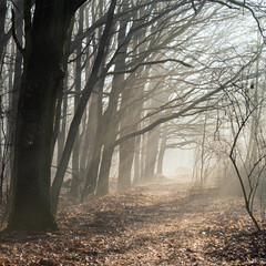 ścieżka pod dębami, długie gałęzie drzew nad leśną ścieżką mglisty las, przedwiośnie - obrazy, fototapety, plakaty