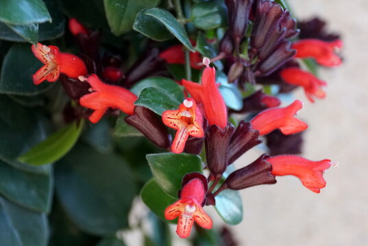 Red flower of climbing Basketvine Mona Lisa plants, with scientific name Aeschynanthus