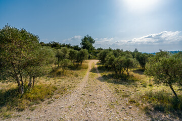 Fototapeta na wymiar un chemin au milieu d'un champs d'olivier
