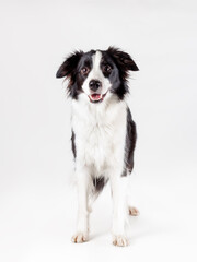 Isolated portrait of border collie breed dog of black and white color  on white background