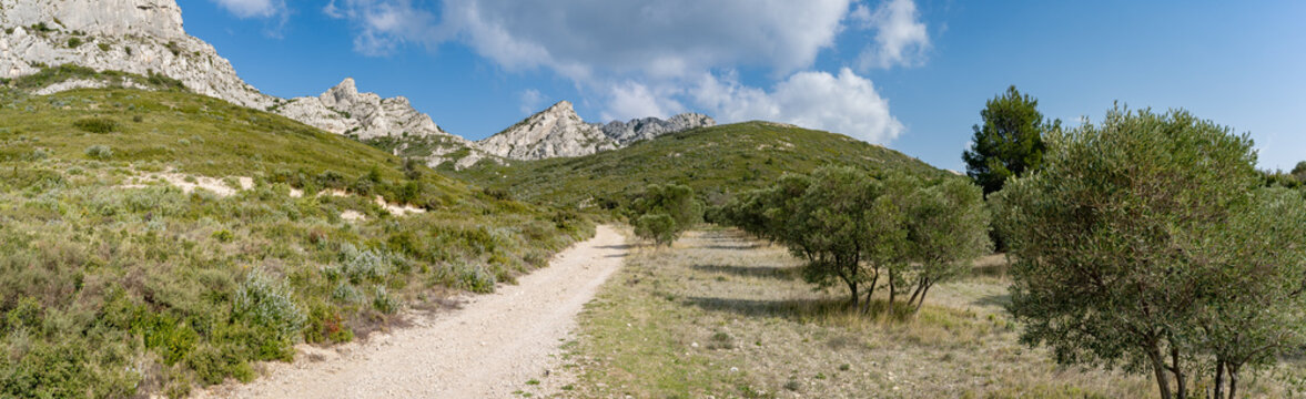 un long chemin de randonnée  bordé d'olivier qui mène vers les montagnes des Alpilles 