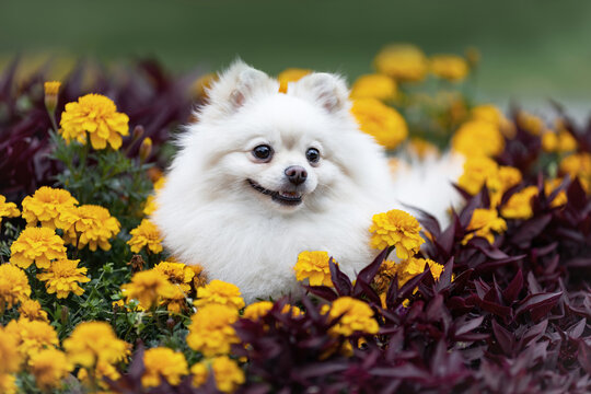 Funny small white pomeranian spitz dog sitting in summer flowers and smiling. Pet portrait at nature outdoors.