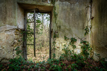 le cadre d'une fenêtre  d'une maison en ruine envahie de végétation