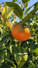 Closeup of ripe juicy mandarin oranges in greenery on tree branches.